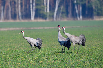 Kraniche im Frühjahr in der Oberlausitz