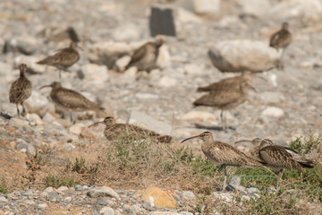 Whimbrel / Numenius phaeopus
