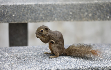 Eichhörnchen im Botanischen Garten in Singapur