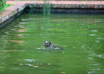 Otter in Singapure
