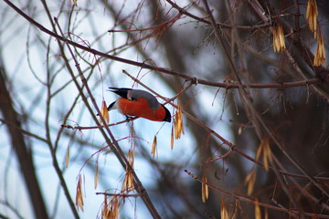 The red bullfinch, sitting on a branch, feeds on the seeds of a tree.