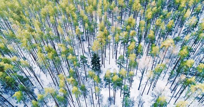 Aerial view of snowy pine forest