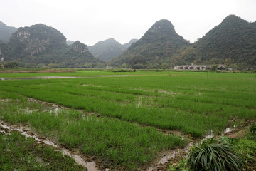 Fototapeta premium dry halong bay Ninh Bihn - Vietnam Asia