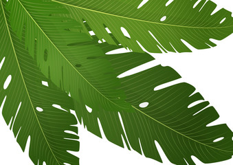 Composition of exotic palm banana leaves on a white background. Vector summer illustration for your design.