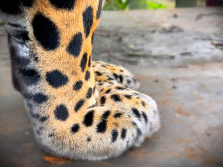 Jaguar cat paws