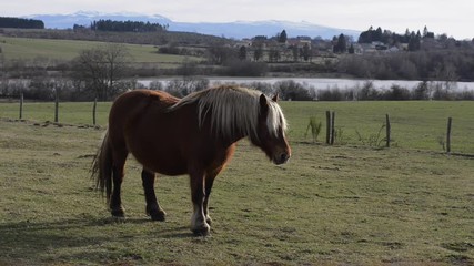 un cheval au vent dans le pré