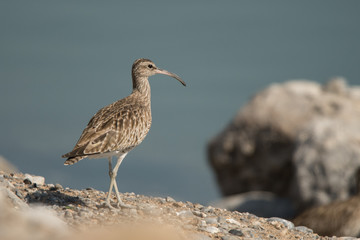 Whimbrel / Numenius phaeopus