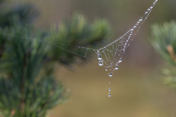 Spider web in the forest.