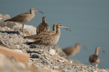 Whimbrel / Numenius phaeopus