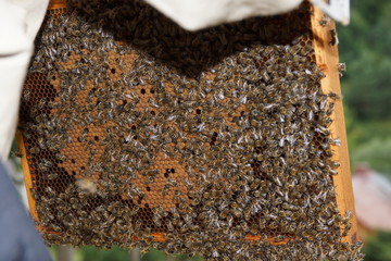 pszczelarstwo pszczoły - obrazy, fototapety, plakaty