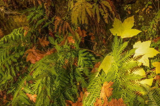 Background Of Wet Ferns And Colorful Autumn Leaves On Rain Forest Floor