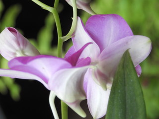 Obraz premium orchids are in the garden.