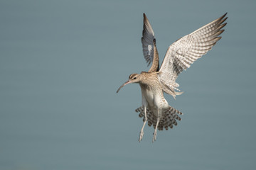 Whimbrel / Numenius phaeopus