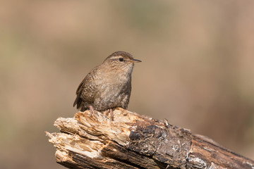 Spendido ritratto di uno scricciolo comune (Troglodytes troglodytes)