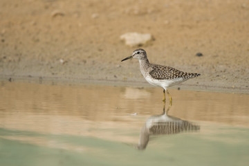 Wood sandpiper / Tringa glareola