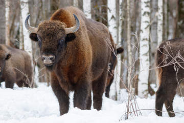 European bison (wisent)