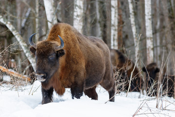 European bison (wisent)
