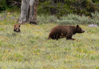 Mother and Cub Grizzly Bear in Field