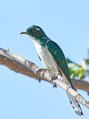 Klaas's cuckoo (Chrysococcyx klaas)