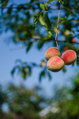 The big fruit reached a peach grows on a branch