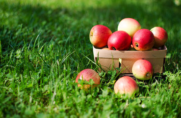 Apples on a limited background in the basket