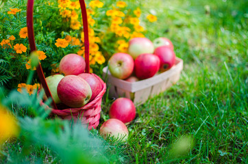 Apples on a limited background in the basket