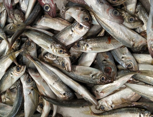 Fototapeta premium Fresh Portuguese sardines for sale on ice in fish market. Close up.