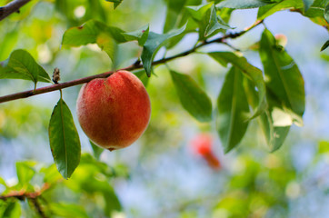 The big fruit reached a peach grows on a branch