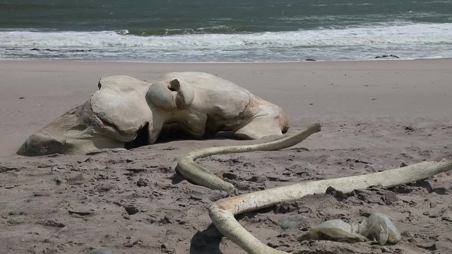 Whale skull and bone along Skeleton Coast Namib Desert with Shipwreck and Ocean in the background, Namibia