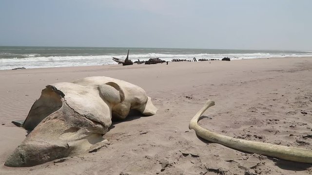 Whale skull and bone along Skeleton Coast Namib Desert with Shipwreck and Ocean in the background, Namibia