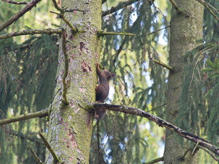 Eichhörnchen klettert Fichtenstamm hoch