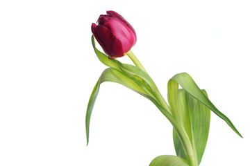 Purple tulip flower isolated on white background.