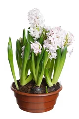 Glasschilderij Hyacint Gevoelige bloeiende hyacinten groeien in een pot geïsoleerd op een witte achtergrond.