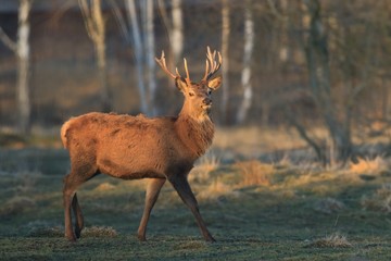 Naklejka na ściany i meble Red deer in nice sunlight during mating season. Portrait of adult red deer stag in forest. cervus elaphus. Wildliofe scene from nature