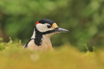 Portrait of a Great spotted woodpecker. Wildlife scene from nature. Dendrocopos major. Wildlife scene from nature