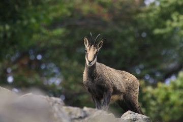Chamois, , in the forest. Studenec hill, Czech Republic, Animal from Alp. Wildlife scene with animal, Chamois, stone animal.
