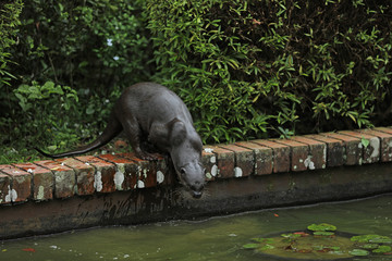 Smooth-coated Otter (Lutrogale perspicillata)  in Singapur