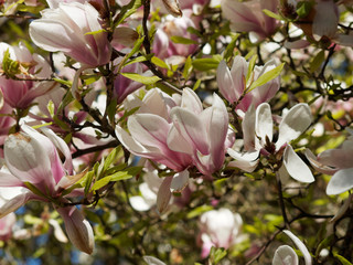 Les grandes fleurs décoratives de couleur blanc rosé en forme de coupe du Magnolia de Soulange ou magnolia de Chine - Magnolia soulangeana