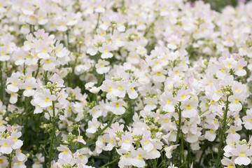 Beautiful View of White Flowering Meadow Background. 