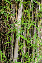 Bamboo leaf close up shot