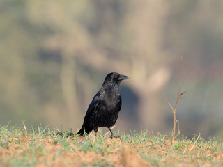 Carrion crow, Corvus corone