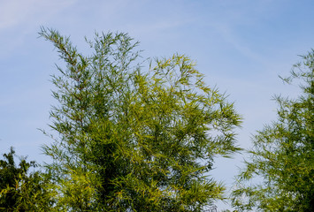 Fototapeta premium Bamboo leaf close up shot with blue sky background