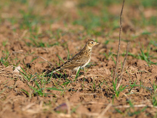 Skylark, Alauda arvensis