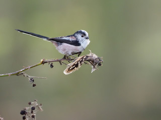 Fototapeta premium Long-tailed tit, Aegithalos caudatus