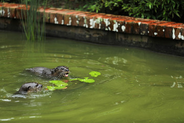 Fototapeta premium Smooth-coated Otter (Lutrogale perspicillata) in Singapur