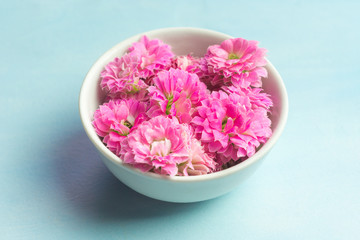 Beautiful pink Kalanchoe flowers