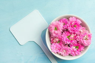 A tablet and Kalanchoe flowers in bowl