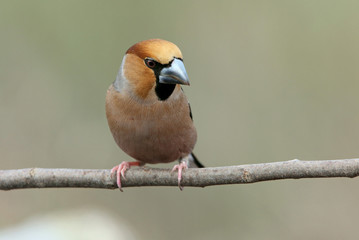 Hawfinch. Coccothraustes coccothraustes