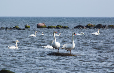 flock of swans in the water