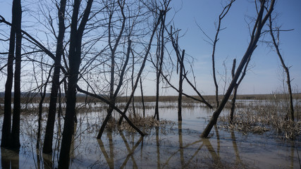 Fototapeta na wymiar tree on the lake